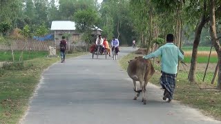 বাংলাদেশের গ্রামের জীবন  Bangladesh Village Life [upl. by Slifka]