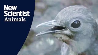 Lyrebird mimics construction sounds [upl. by Aihseuqram776]