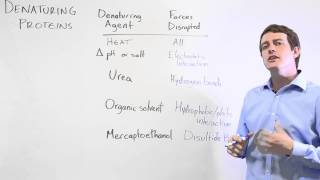 Protein Denaturation [upl. by Malanie]