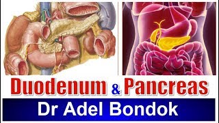 Duodenum and Pancreas Dr Adel Bondok [upl. by Afinom]