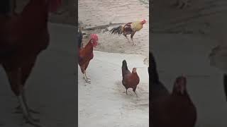 hsil murga vs desi murga fight ohoo late hogaya [upl. by Cirle]