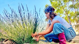 Tutorial How To Harvest Dry and Use Lavender 💜 [upl. by Lebiram]