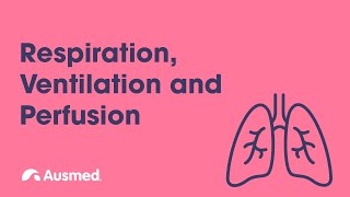 Respiration Ventilation Diffusion and Perfusion  Ausmed Explains [upl. by Enatan]