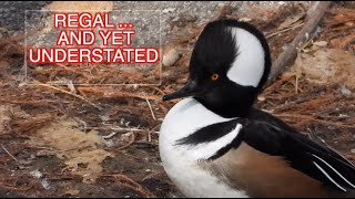 Hooded Merganser Males NARRATED [upl. by Absalom465]