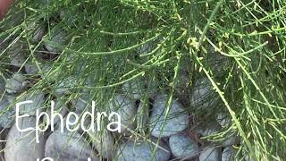 Ephedra Herb Health Benefits [upl. by Eener468]