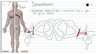 Dermatomes [upl. by Omoj]