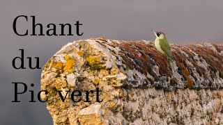 Chant du pic vert  Song of the green woodpecker [upl. by Ardelle]