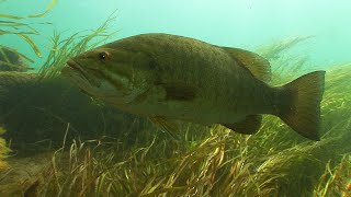 Smallmouth Bass hunting amp eating gobies [upl. by Acinnad]