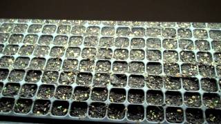 The Strawberry Store Germinating Strawberry Seeds  Post Germination [upl. by Amato290]