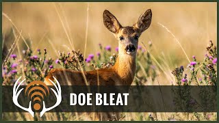 Doe Bleat Sound Only  Call in Big Bucks [upl. by Ymaral]