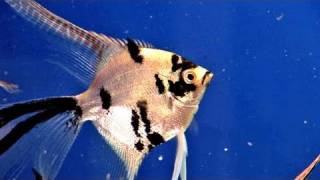 How To Do Angel Fish Care [upl. by Aicina]