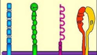 Communication cellulaire 3 Adenylate cyclase [upl. by Joed]