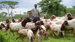 Committed to Zambias smallholder farmers [upl. by Norok457]