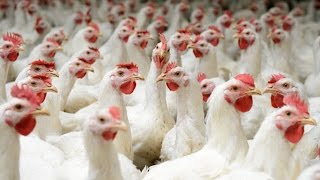 Investment Opportunities in the Zambian Poultry Sector [upl. by Leban54]