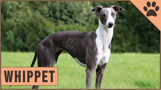 Whippet Dog Breed Information [upl. by Holtorf]