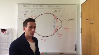 Basic Eye Anatomy and Physiology [upl. by Ecikram]