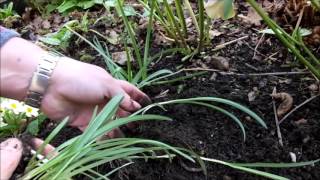 Propagating snowdrops Galanthus by bulb division [upl. by Nylaras764]