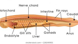 excretory system in branchiostomabsc3rd [upl. by Nueovas294]