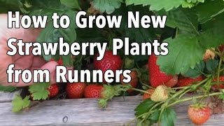 Growing Strawberries How to Grow New Strawberry Plants from Runners [upl. by Hanahsuar]