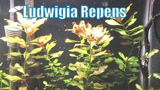 Ludwigia Repens  Beginner Plant [upl. by Phelgen]