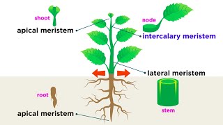 Types of Plant Cells [upl. by Raama306]