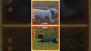 Dogo Argentino VS Cane Corso [upl. by Ynnot]