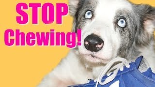 How to Teach Your Puppy or Dog to Stop Chewing [upl. by Ariaic]