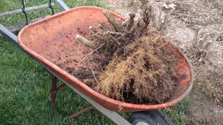 How to Remove a Hedge and Dig out the Stumps [upl. by Hound]