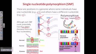 Single nucleotide polymorphism SNP [upl. by Annawek608]