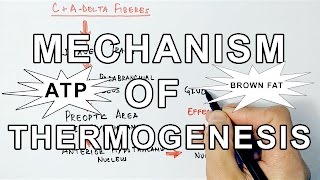 Mechanism of Thermogenesis [upl. by Ruhl92]