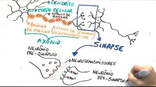 Neurônio e impulso nervoso  Resumo Professor Gustavo [upl. by Wivinah246]