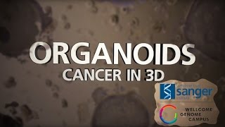 Organoids Cancer in 3D  Sanger Institute [upl. by Trstram]