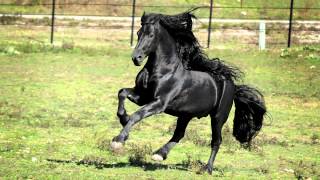 WORLD FAMOUS FRIESIAN STALLION [upl. by Tallie846]