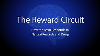 The Reward Circuit How the Brain Responds to Natural Rewards and Drugs [upl. by Bremer]