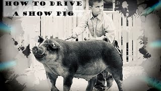 How to drive a show pig [upl. by Nelson]