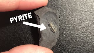 A Rare Trilobite So Well Preserved It Looks Alive  Pyritized Trilobite [upl. by Eidnew]