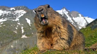 Austrian wildlife  Alpine Marmots amp Ibex at the Grossglockner [upl. by Halda]