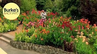 Burkes Backyard Canna Lilies [upl. by Zitah]