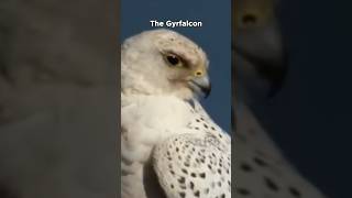 Gyrfalcon  Powerful Hunter [upl. by Savior]