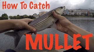 How To Catch Mullet  Fishing Guide [upl. by Yauqaj]