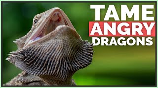 How I Tame Angry amp Scared Bearded Dragons [upl. by Anairotciv]