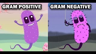 GRAM POSITIVE VS GRAM NEGATIVE BACTERIA [upl. by Bower]