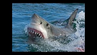 La vie des requins documentaire HD complet en français  YouTube HD documentary Channel [upl. by Buskus]