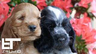 English Cocker Spaniel  Puppies [upl. by Darnoc]