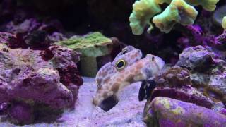 Keeping Reef Fish  Focus on Twin Spot Goby [upl. by Cadal]