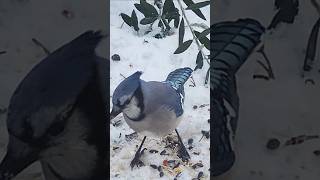 A Blue Jay nature [upl. by Kemppe74]