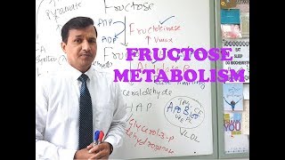 Fructose Metabolism  High Yield Review [upl. by Eelirol]