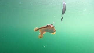 Fishing for Flatfish in Puget Sound [upl. by Ridgley118]