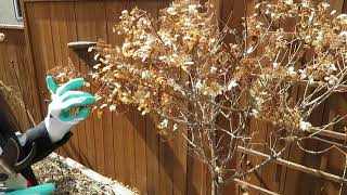 Howto prune a tree Hydrangea [upl. by Ardnahc85]