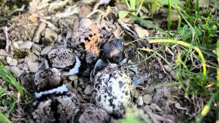 Killdeer birds hatching [upl. by Lehet325]